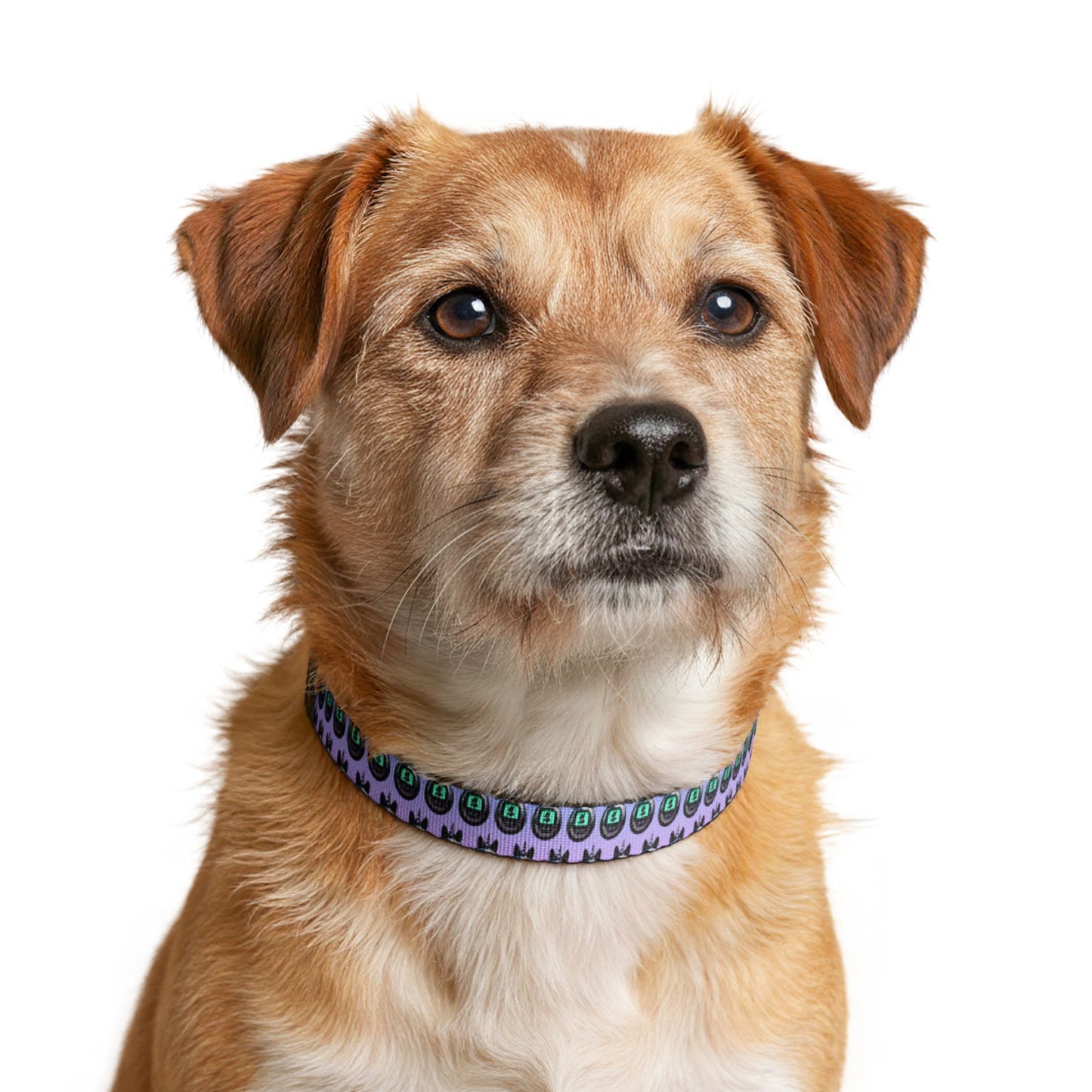 Anubis Y2K Clip-on Pet Collar (IMG-002)